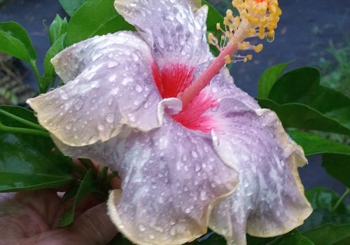 Sea spray hibiscus tropical - sea,