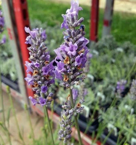 Lavender french provence 4 - -, 4"