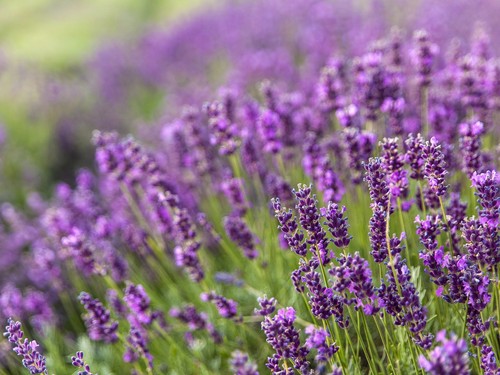 Live provence lavender - provence,