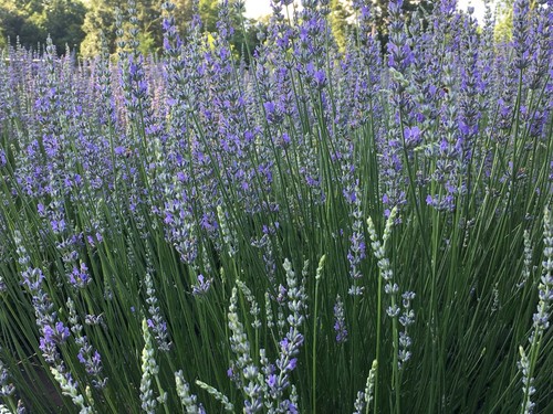 Lavender live plants spa - live,
