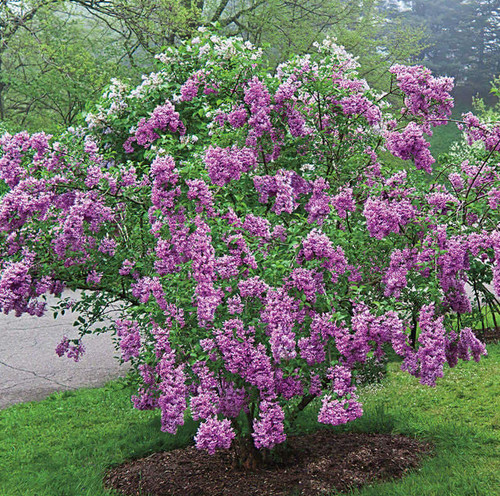 Old fashion lilac - lilac, bushes
