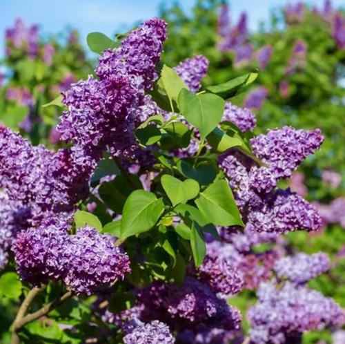 Common lilac plants live - lilac,