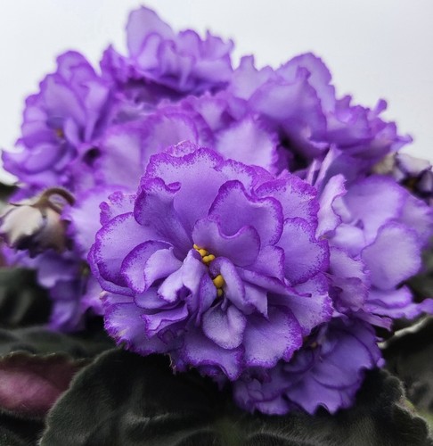 African violet plant - african,