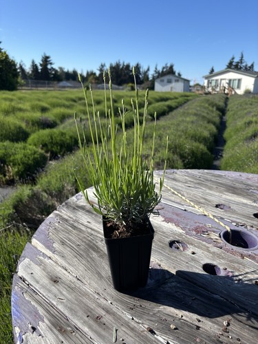 Live grosso lavender plant - grosso,