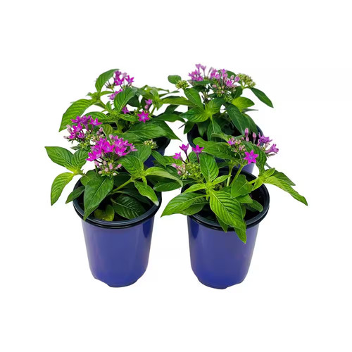 Penta plant lavender - 1.38,