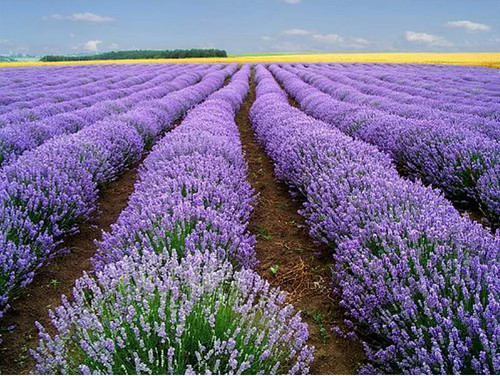 200 lavender vera seeds - 200+,