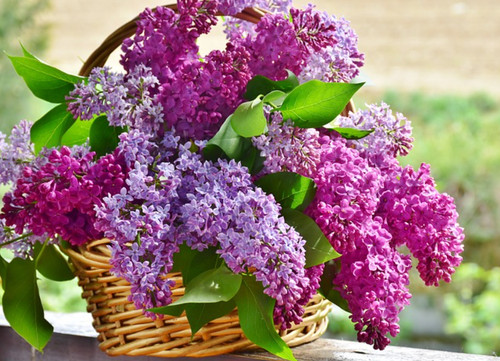 Old fashion lilac bushes - bushes, –