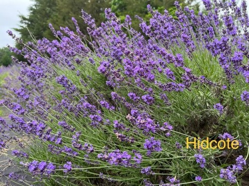 Lavender live plants spa - live, plants,
