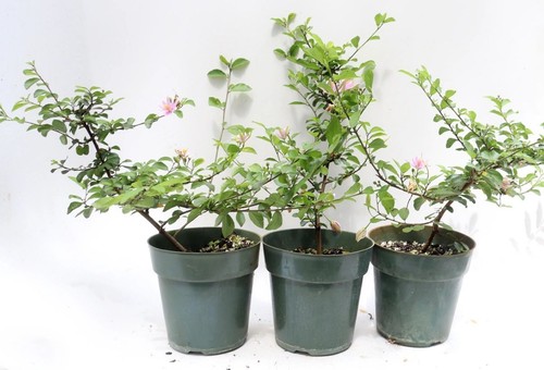 Assorted lavender starflower - assorted,