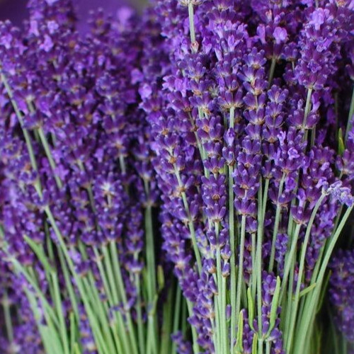 Lavender seeds 200 common - lavender,