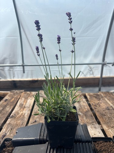 Royal velvet english lavender - royal,