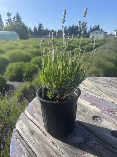Live english lavender plant - english,