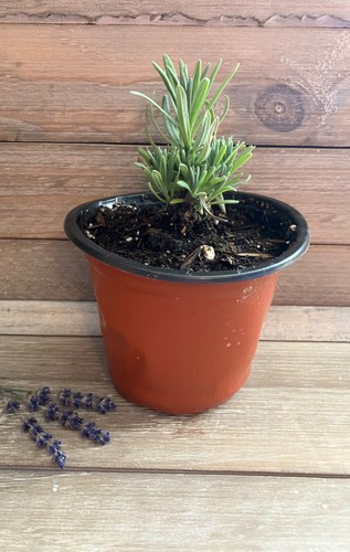 Lavender live plant - |, 4