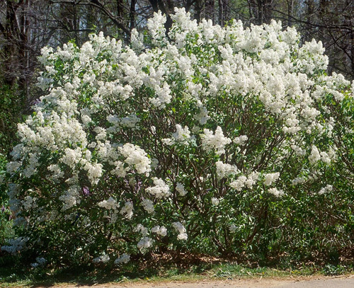 Betsy ross lilac white - white,
