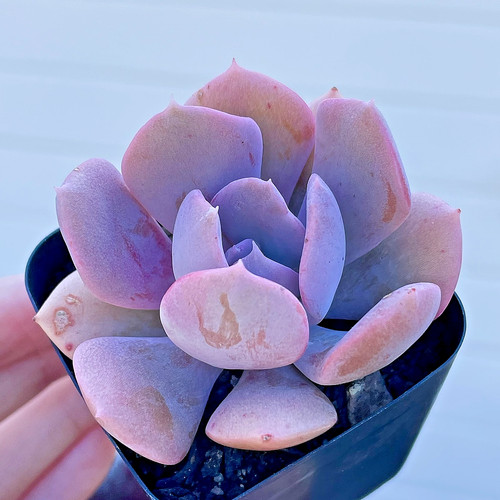 Rare pink succulent - pink, echeveria
