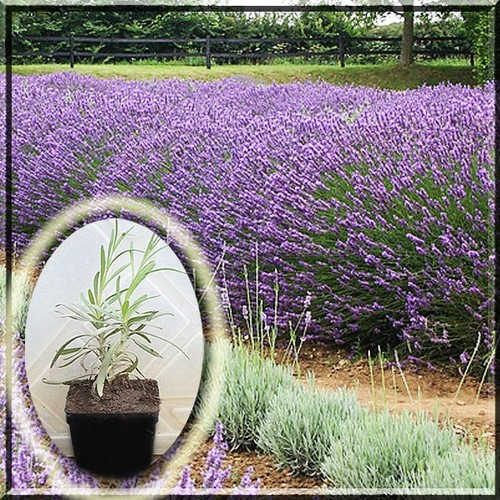 Lavender lavandula grosso - x,