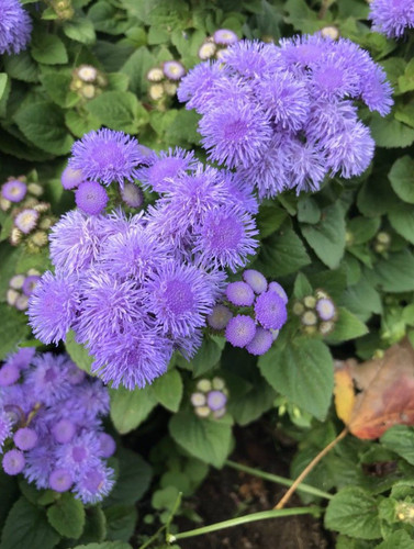 Mistflower plant live 1 - live,